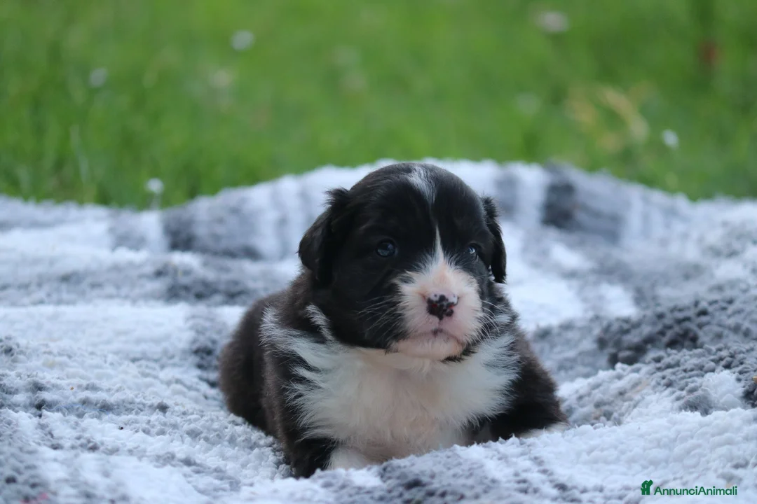 Australian Shepherd cani in vendita: Cucciolini di Australian Shepherd a Provincia di Forlì-Cesena - Annuncio 2