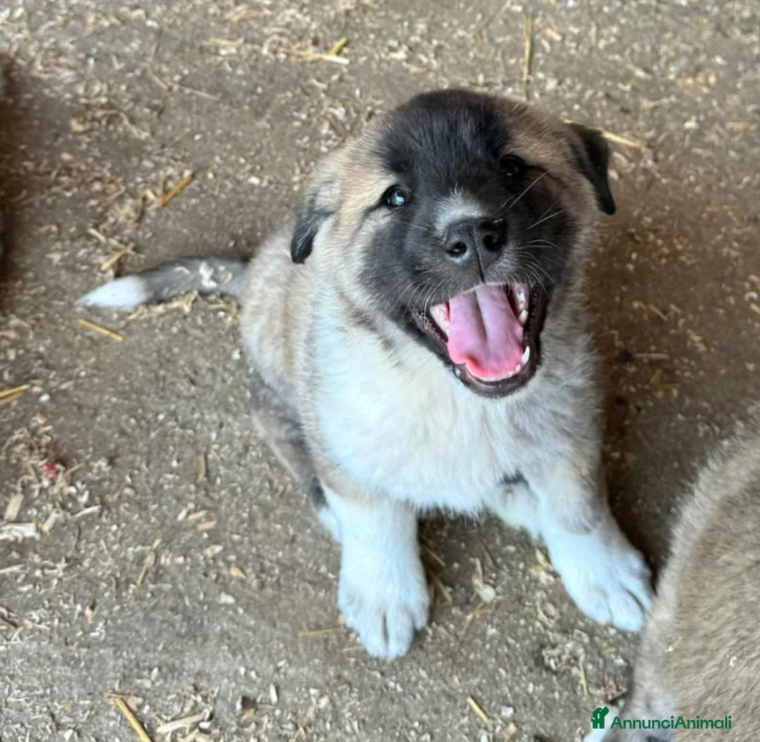Meticcio cani in regalo: Momo 50 giorni taglia grande  - Annuncio 1