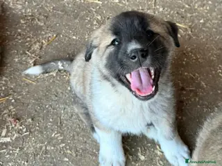 Meticcio cani Momo 50 giorni taglia grande - Annuncio 12