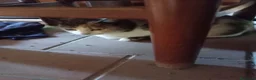 Europeo gatti in regalo: MAMMA E CUCCIOLO CERCANO CASA❤️ - Annuncio 3
