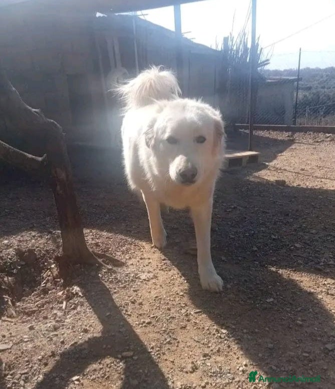Pastore Maremmano cani Maremmano giovane vive in piccolo spazio.CALABRIA a Città metropolitana di Milano - Annuncio 2