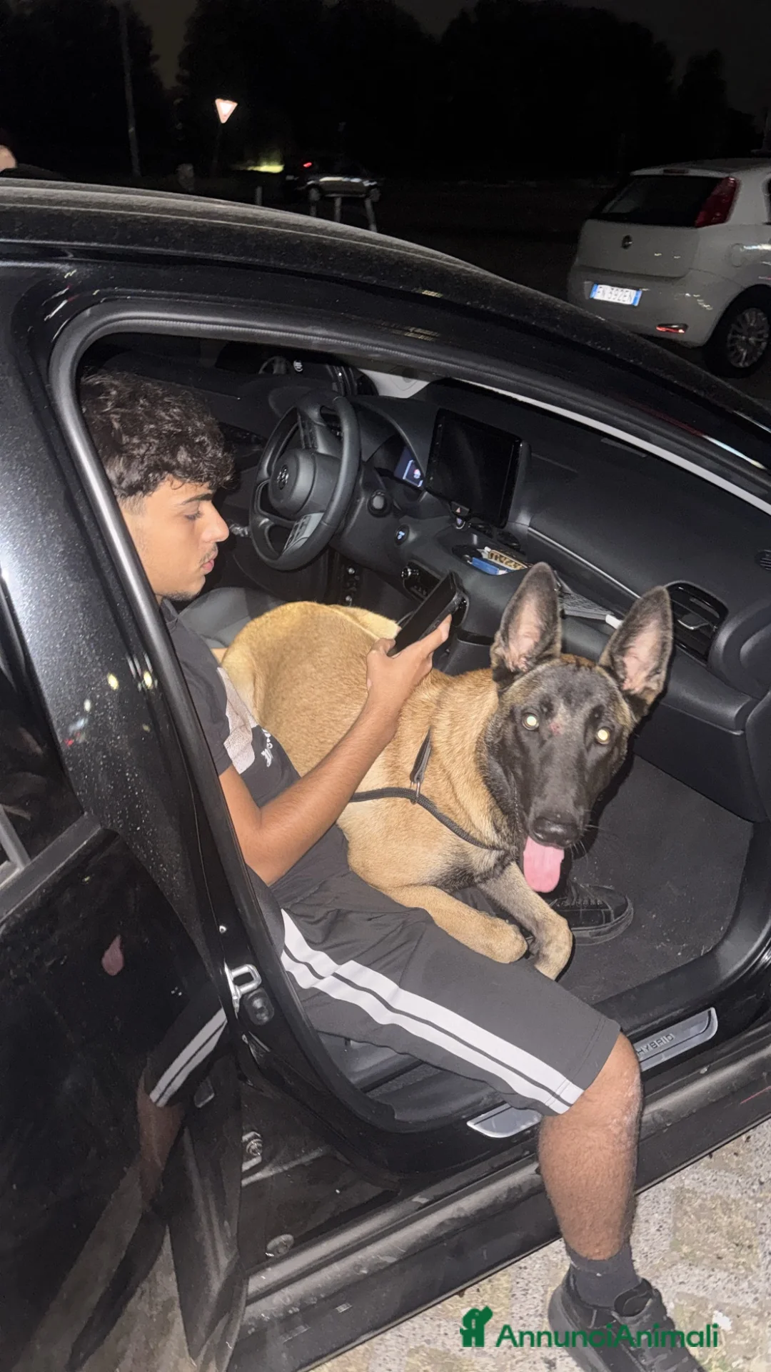 Pastore Belga cani per accoppiamento: Pastore Belga Malinois - Annuncio 2