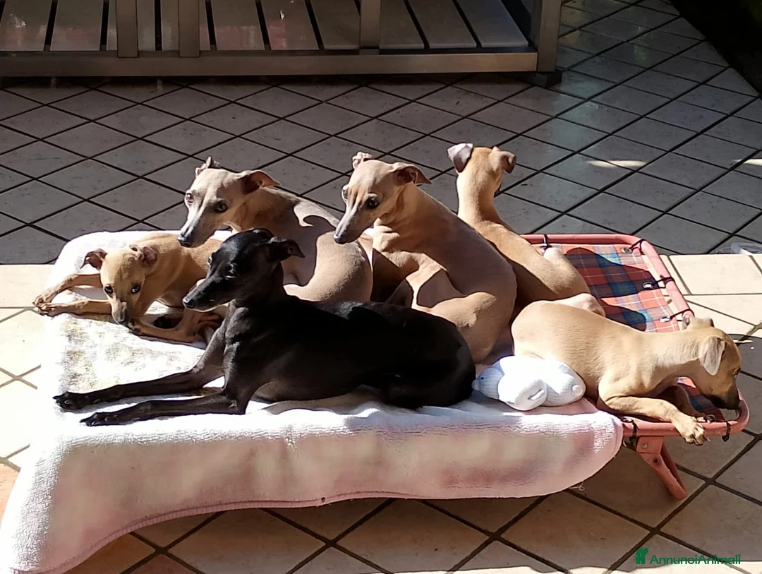 Immagine della galleria {{count}}