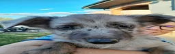Meticcio cani in regalo: Ultimo cucciolo - Annuncio 3