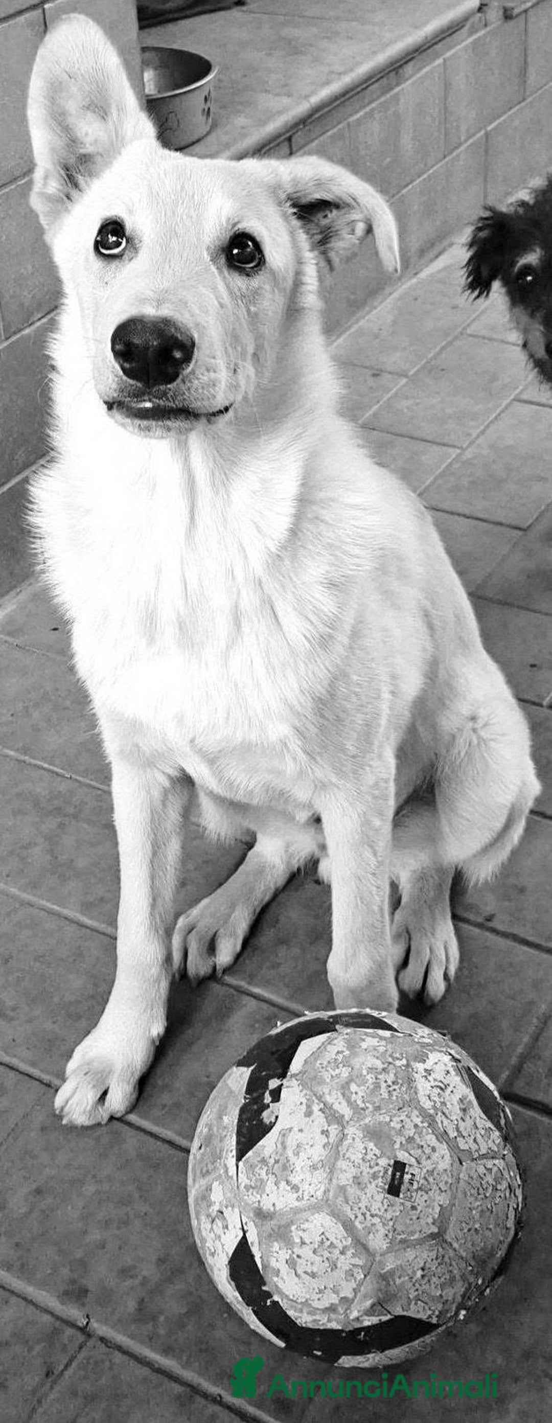 Meticcio cani in regalo: SID 💙 - dolcissimo cucciolo, nessuno chiama 🥺 - Annuncio 5