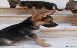 Pastore Tedesco cani in vendita: Pastore Tedesco  a Provincia di Caserta - Immagine 3