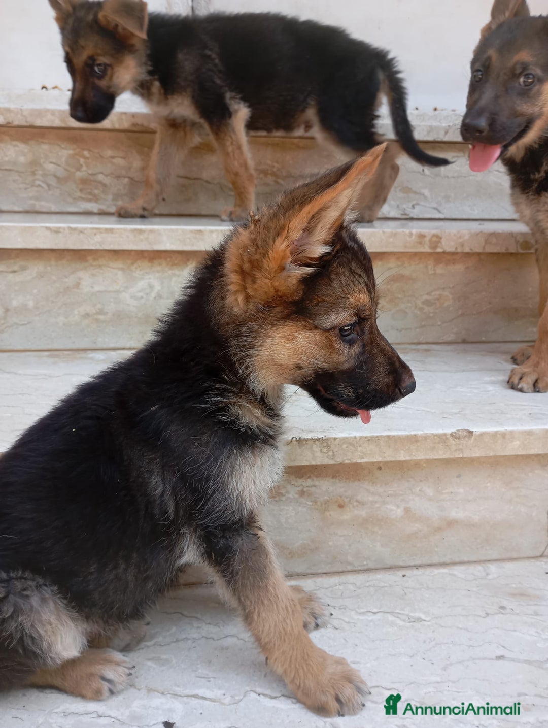 Pastore Tedesco cani in vendita: Pastore Tedesco  a Provincia di Caserta - Immagine 3