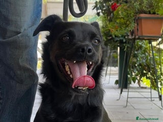 Meticcio cani in regalo: BART un canuccio piccino e tanto sfortunato a Pomezia - Annuncio 4