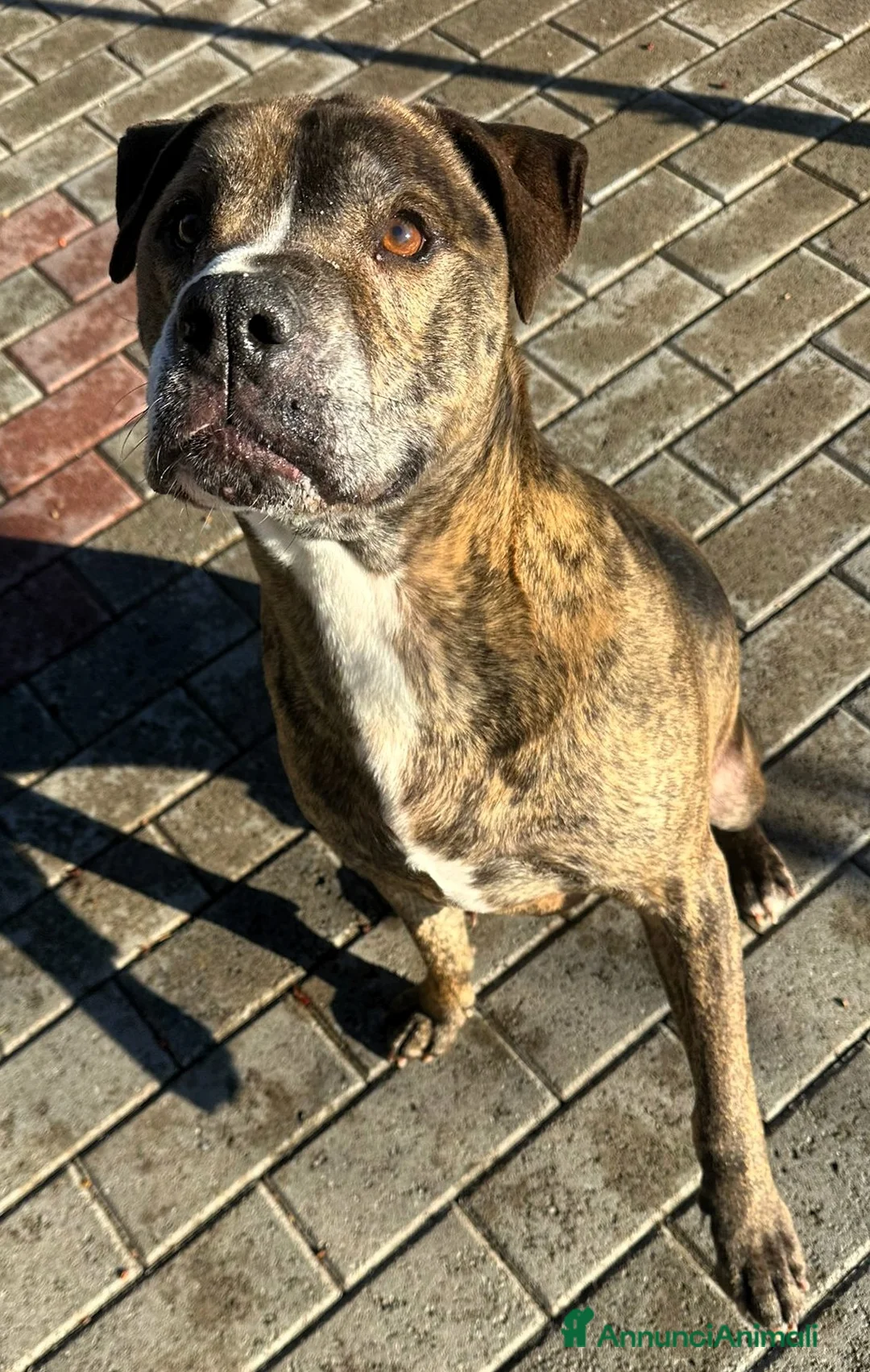 Meticcio cani in regalo: THOR PIT GENTILE - Annuncio 8