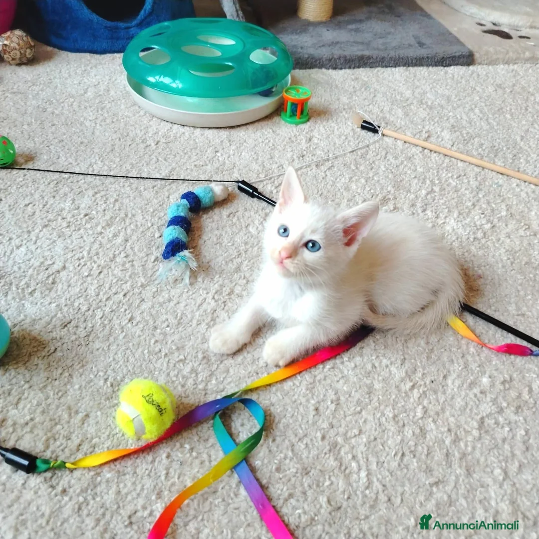 Siamese gatti in vendita: Gattini siamesi Red point  - Annuncio 1