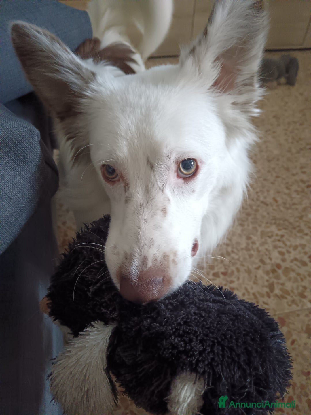 Border Collie cani in vendita: tequila - Annuncio 4