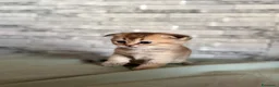Scottish gatti in vendita: Cuccioli di Scottish Fold - Annuncio 16