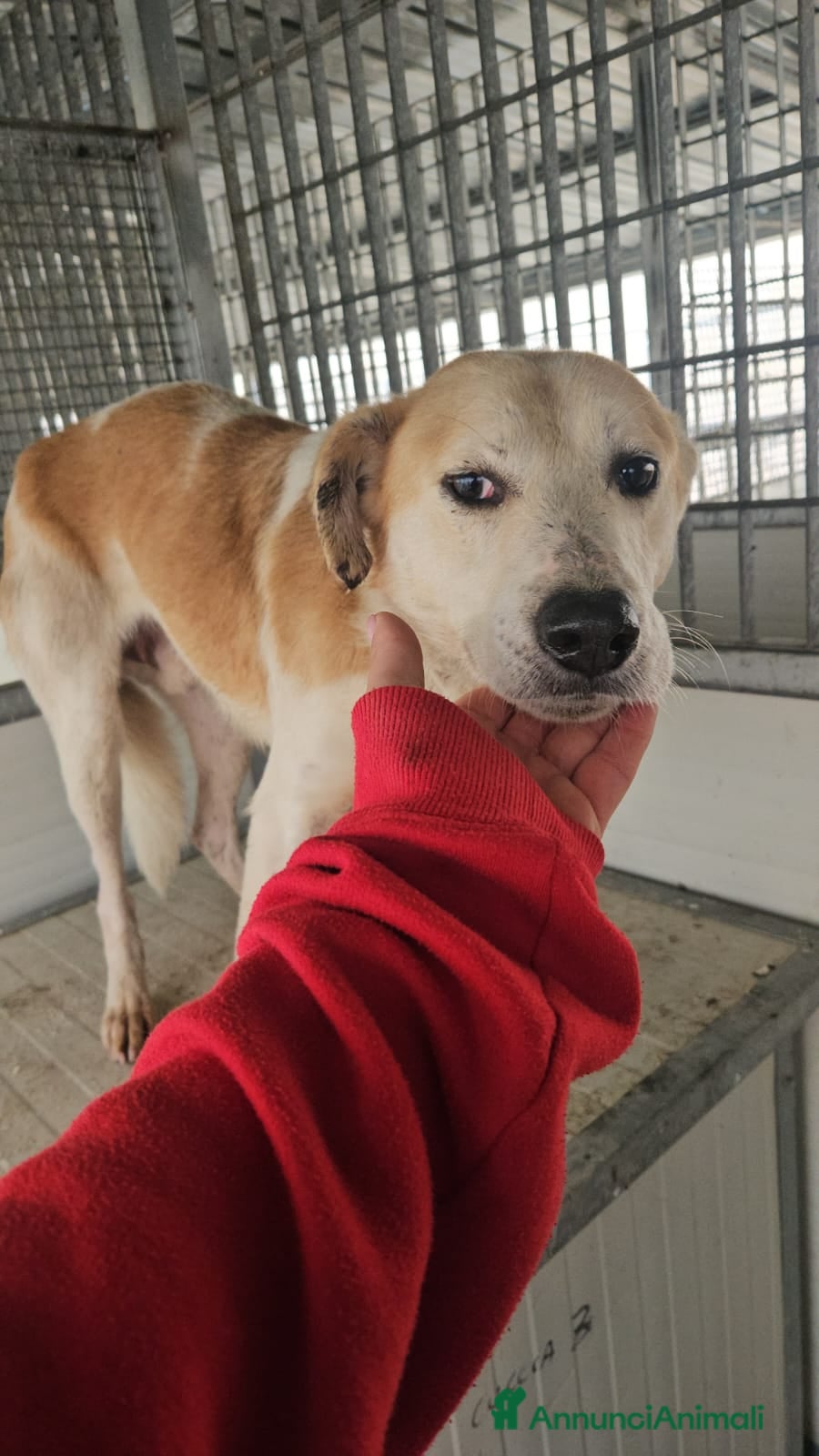 Meticcio cani Gerry: equilibrato, docile, socievole  - Annuncio 2