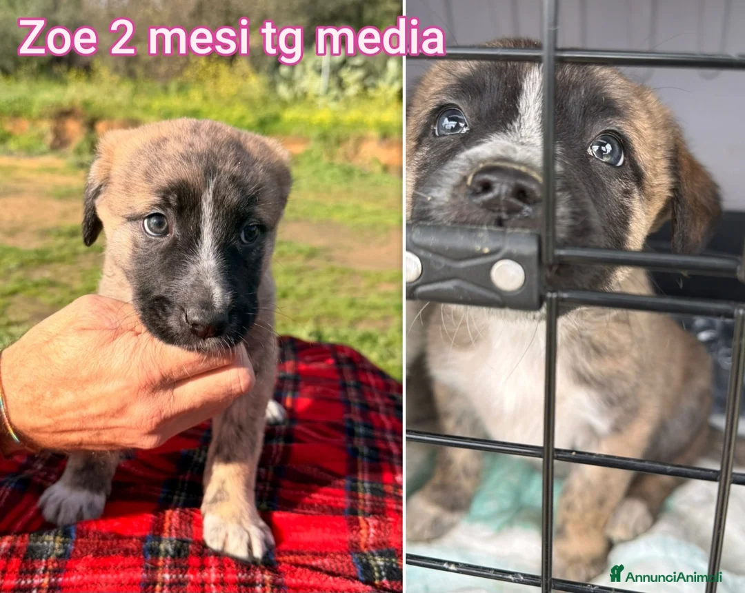 Meticcio cani in regalo: Troppi cuccioli rinchiusi  - Annuncio 11