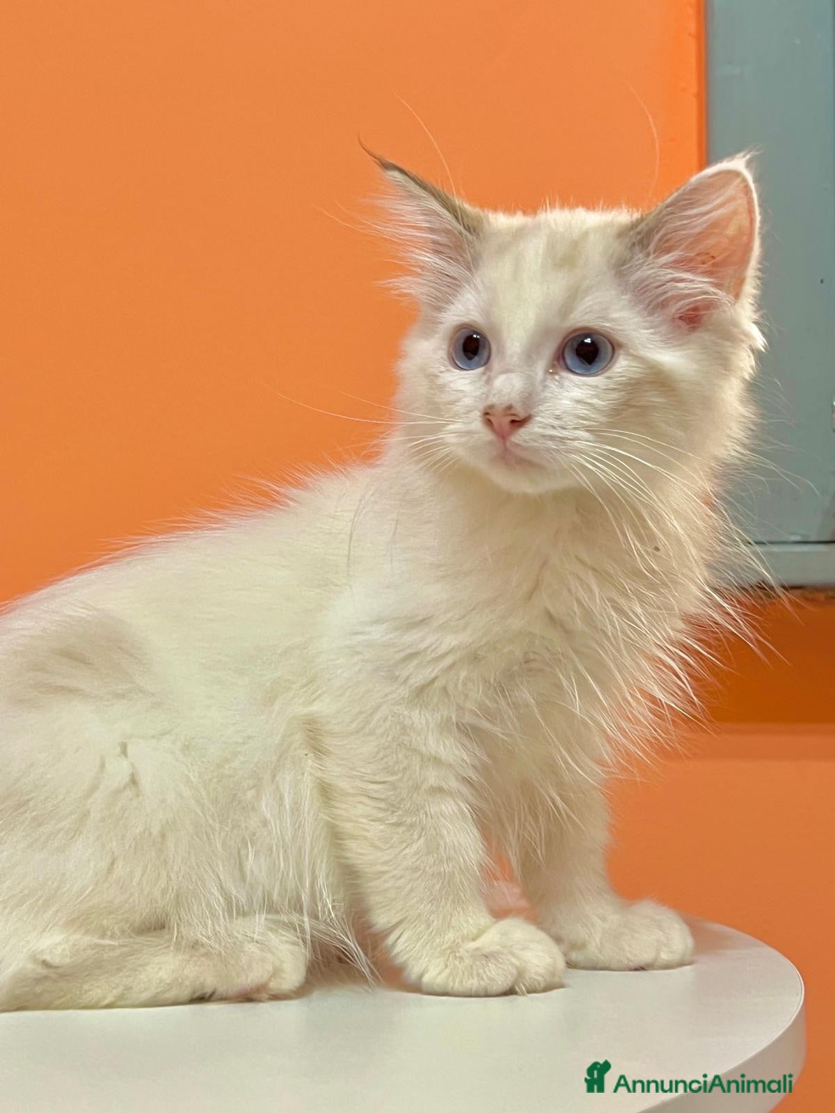 Ragdoll gatti cucciolo ragdoll disponibile  - Annuncio 26