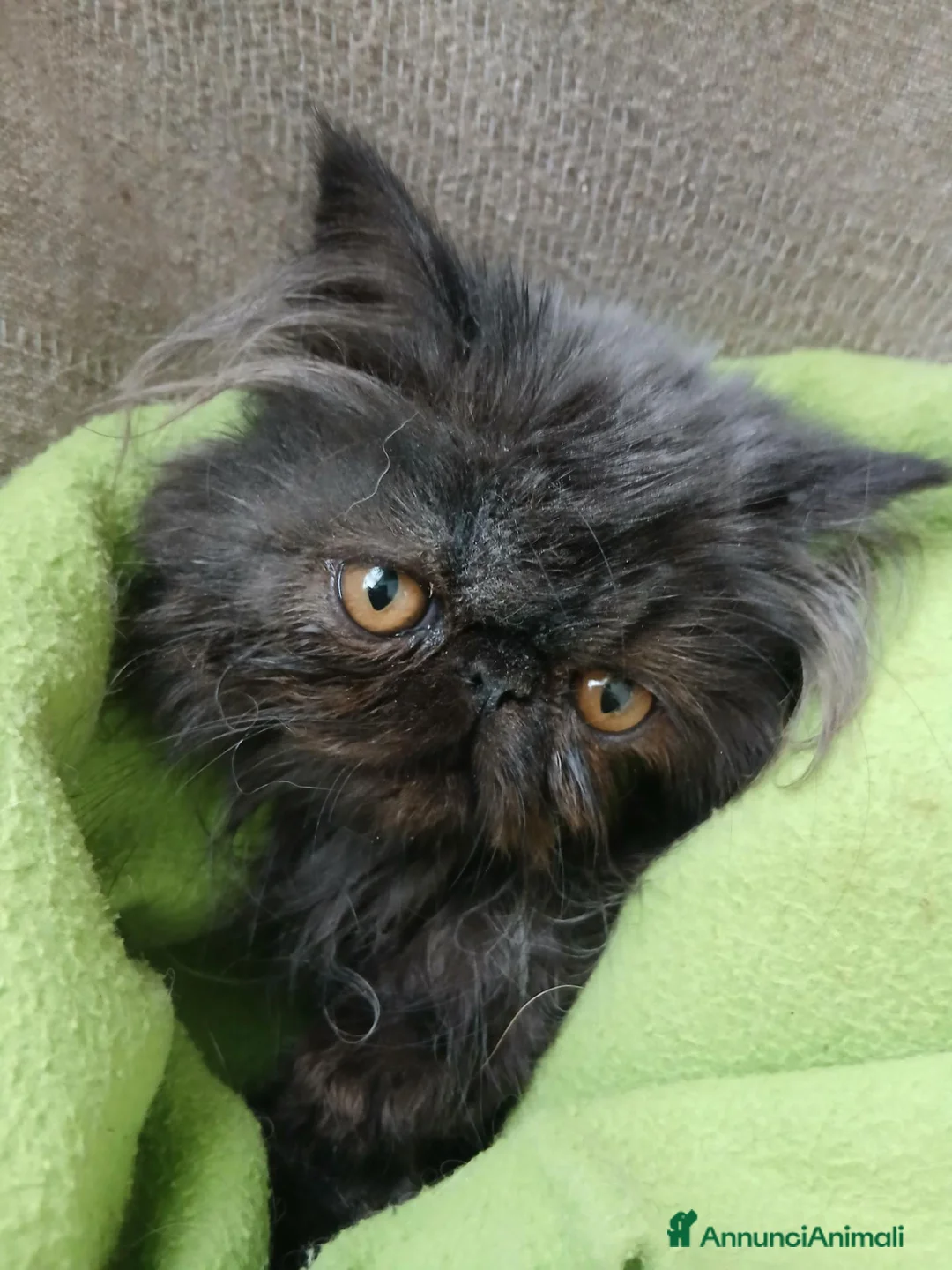 Persiano gatti in vendita: Gattina persiana smoke - Annuncio 3