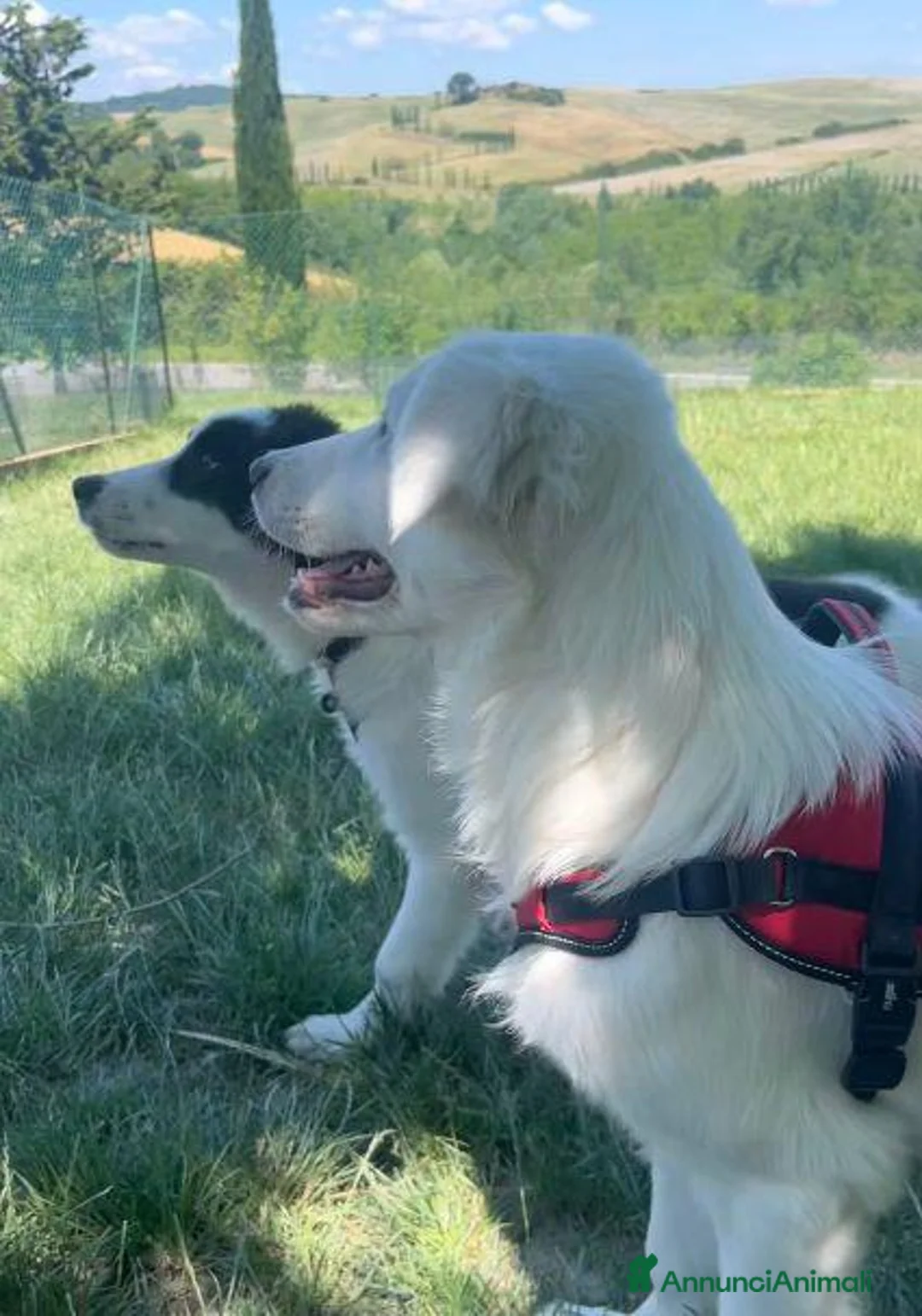 Meticcio cani in regalo: ANGELICA e ORLANDO meravigliosi cuccioloni - Annuncio 9