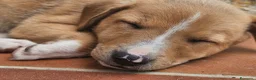 Meticcio cani in vendita: 4 cuccioline a Provincia di Chieti - Annuncio 6