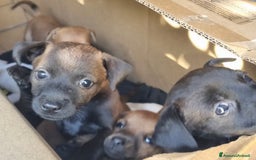 Meticcio cani in vendita: Chiuawa/pincher  a Città metropolitana di Roma Capitale - Immagine 4