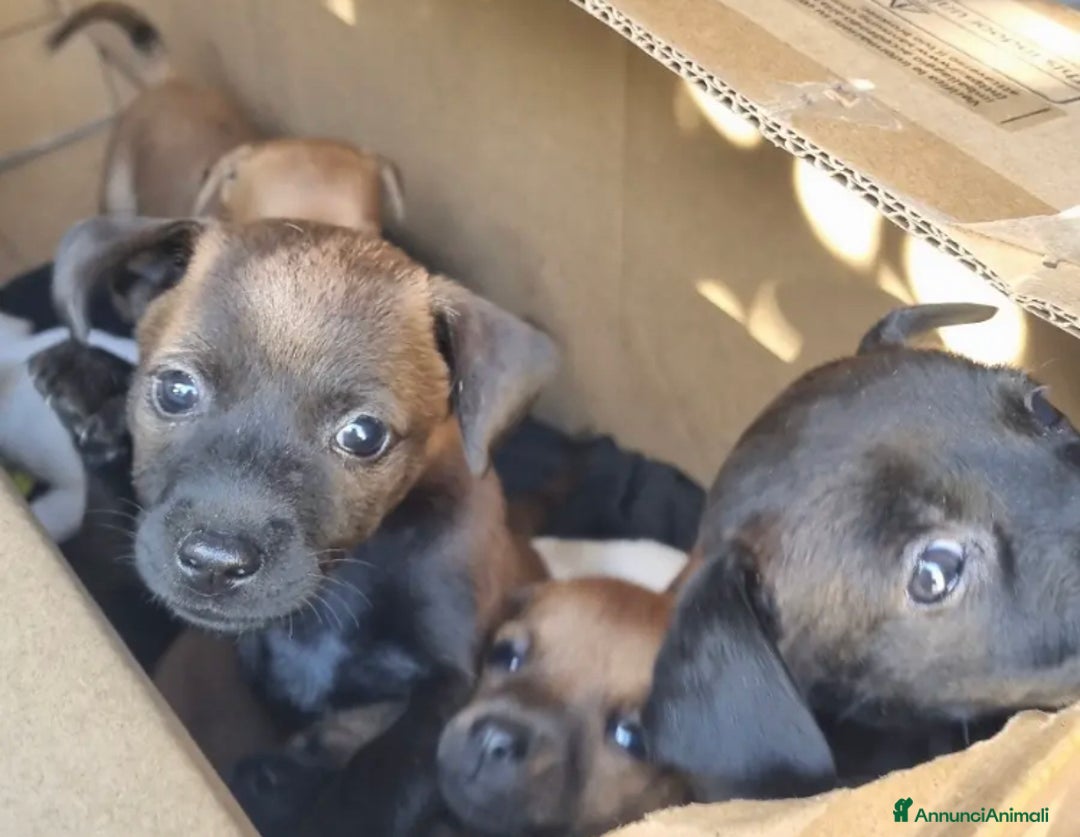Meticcio cani in vendita: Chiuawa/pincher  a Città metropolitana di Roma Capitale - Immagine 4