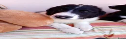 Border Collie cani in regalo: 🐾❤️Nando cerca casa 🐾❤️ - Annuncio 5