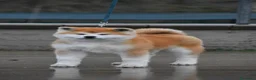 Akita Inu cani in vendita: Cucciolo Akita inu (Top Selection) a Città metropolitana di Roma Capitale - Annuncio 21