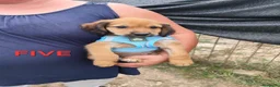 Meticcio cani in regalo: CUCCIOLI 2 mesi taglia media - Annuncio 20