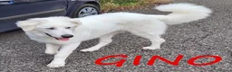Meticcio cani in regalo: GINO dolcissimo patatone - Annuncio 1