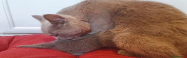 British Gattino 1