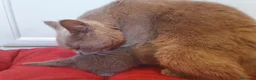 British gatti in vendita: Cucciole British shorthair blu con pedigree  - Annuncio 3