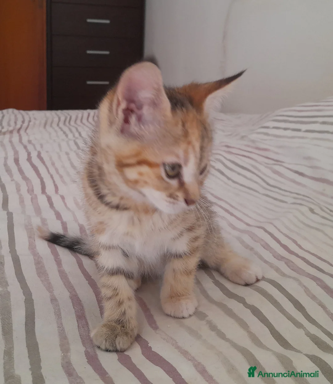 Maine Coon gatti in vendita: Gattine disponibili  - Annuncio 4