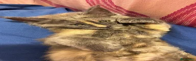 Maine Coon 1