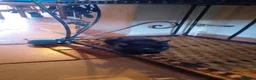 Meticcio gatti in regalo: Regalo gattini (gatti) di 2 mesi - Annuncio 3