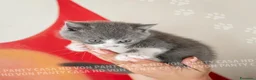 British gatti in vendita: Cuccioli British Shorthair con Pedigree - Annuncio 19