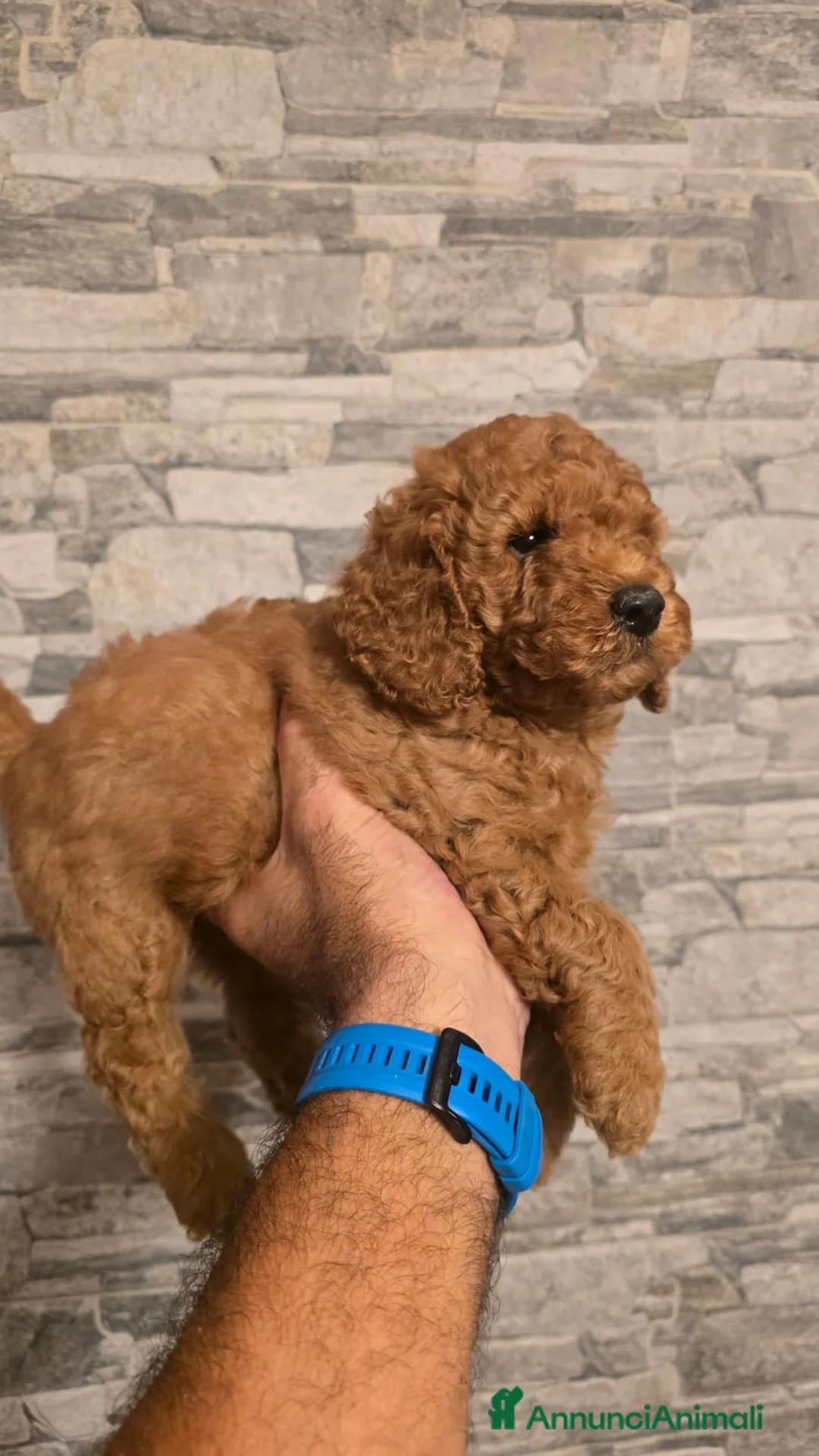 Barboncino cani in vendita: Barboncino  - Annuncio 2