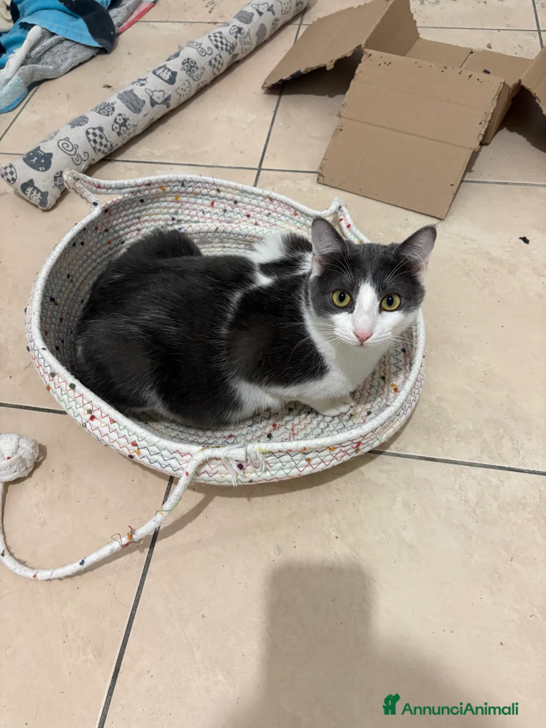 Europeo gatti in regalo: Casa per questa coppia affiatata! Regalo! - Annuncio 8