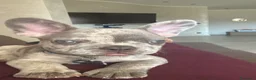 Bulldog Francese cani in vendita: In vendita cucciolo di bulldog francese a Città metropolitana di Roma Capitale - Annuncio 1