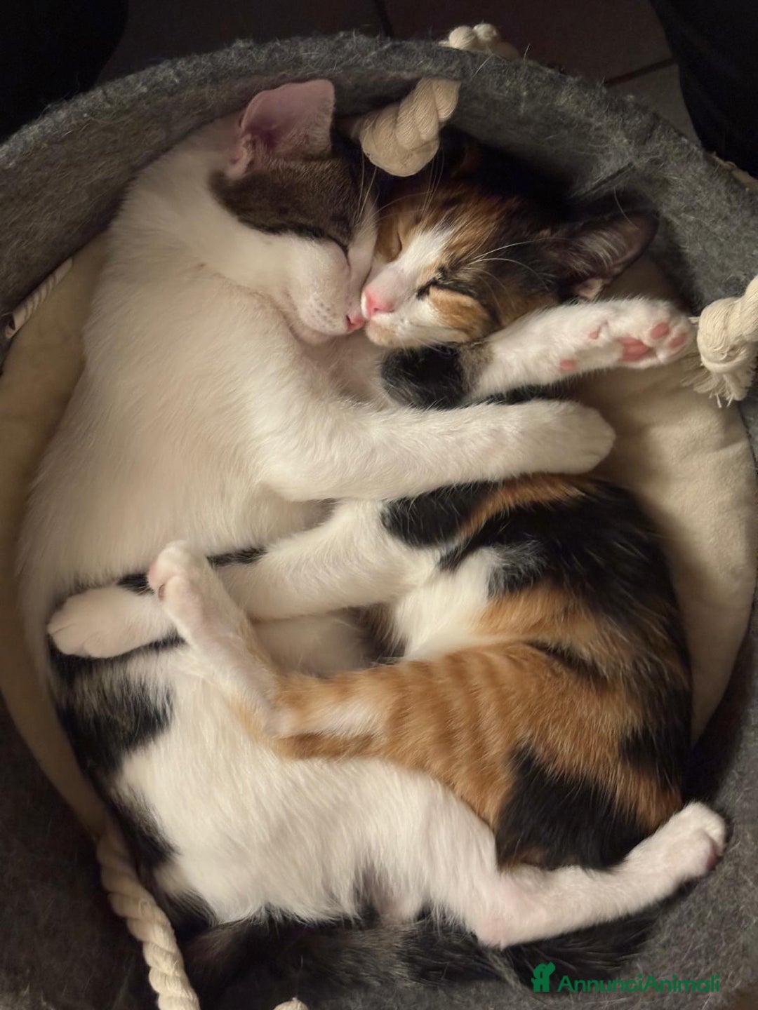 Altre razze gatti in vendita: Due gatti non separabili  - Annuncio 3