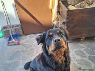 Rottweiler cani Cane Femmina per accoppiamento - Annuncio 1