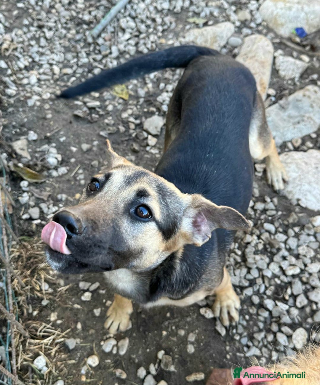 Meticcio cani in regalo: Gioia 6 mesi taglia piccola  - Annuncio 6