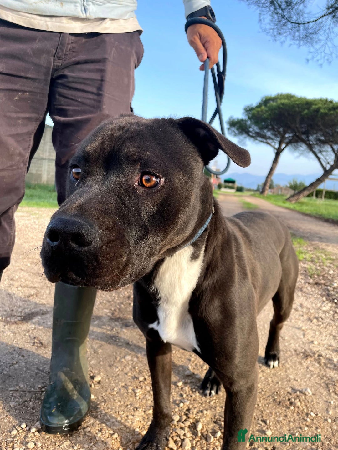 Pitbull cani in regalo: Magico Tyson a Provincia di Latina - Immagine 8