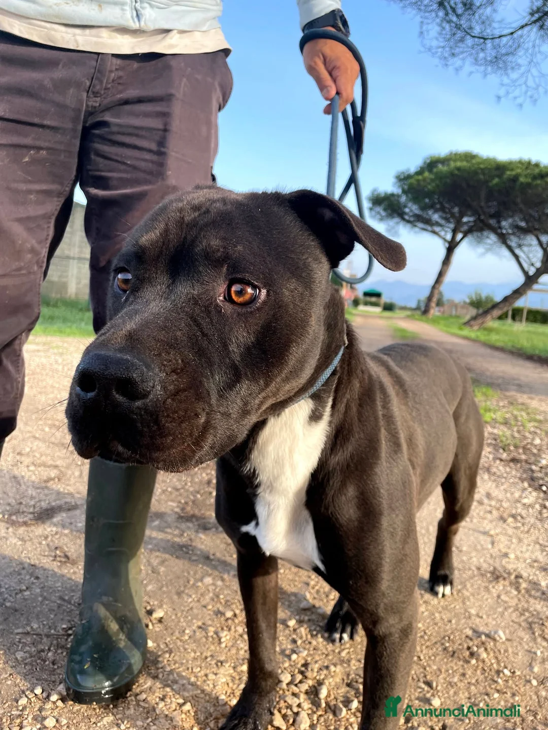 Pitbull cani in regalo: Magico Tyson a Provincia di Latina - Annuncio 8