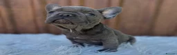 Bulldog Francese cani in vendita: Bulldog francese femmina blu - Annuncio 4