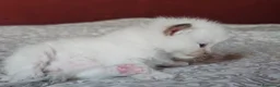 Ragdoll gatti in vendita: Meravigliosa cucciolata Ragdoll  - Annuncio 2