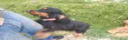 Cocker cani in vendita: Cuccioli di cocker spanoel - Annuncio 6