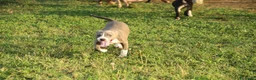 Pitbull cani in vendita: Cuccioli Pit Bull con pedigree anche a rate - Annuncio 34