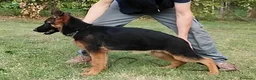 Pastore Tedesco cani in vendita: PASTORI TEDESCHI - Annuncio 7