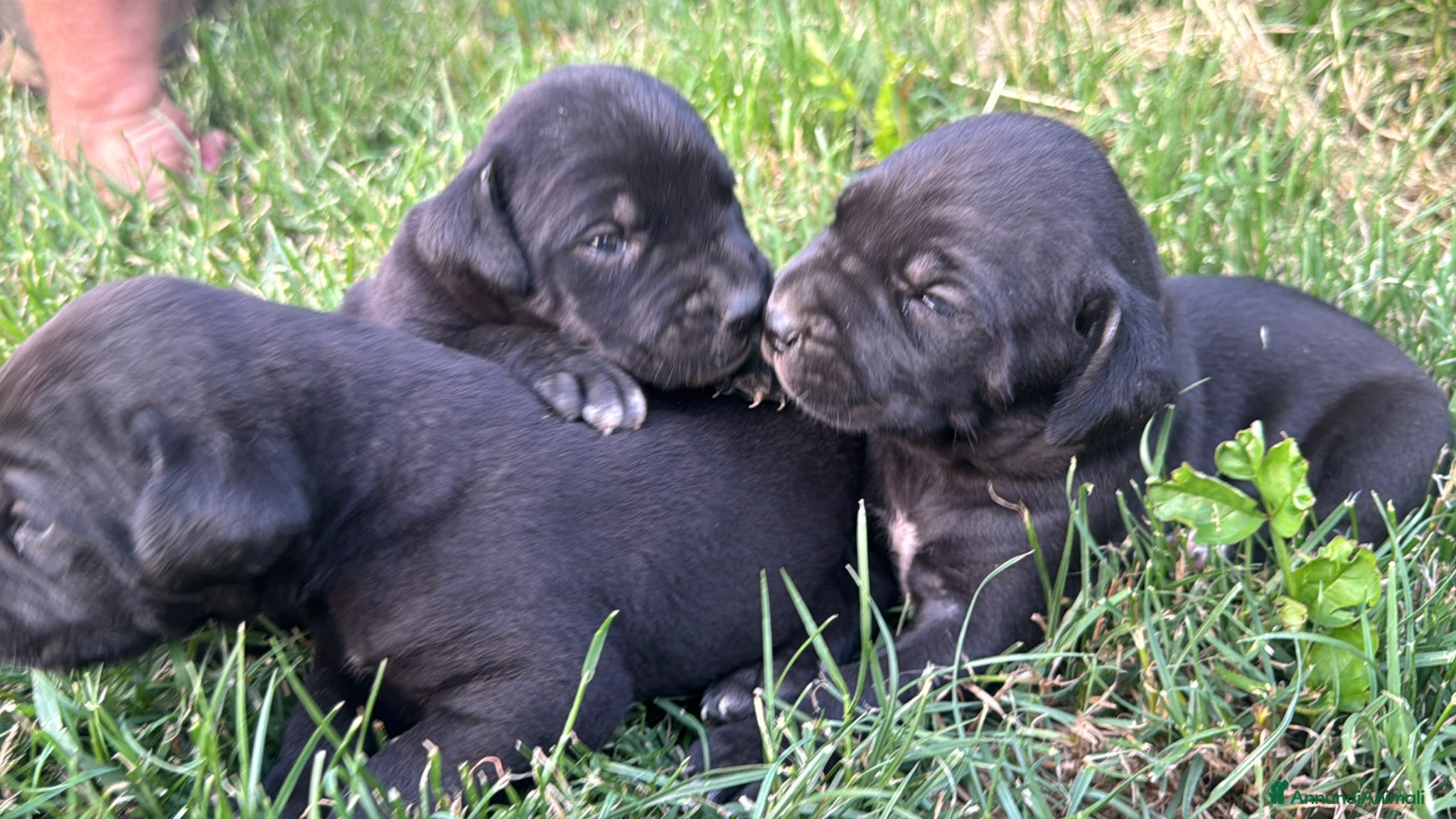 Cane Corso cani Cuccioli neri di Cane Corso - Annuncio 1