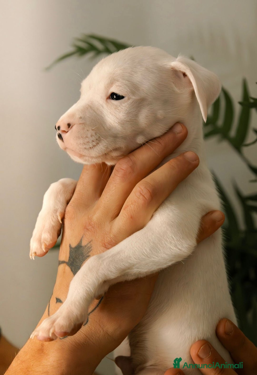 Dogo Argentino cani in vendita: CUCCIOLI DI DOGO ARGENTINO - Annuncio 4