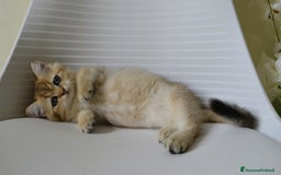 British gatti in vendita: BRITISH GOLDEN SHORTHAIR  - Immagine 5